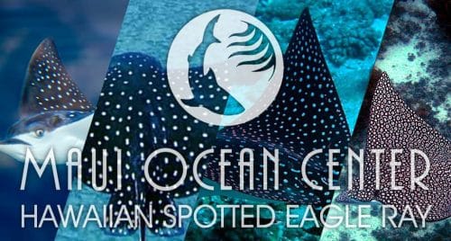HAWAIIAN SPOTTED EAGLE RAY