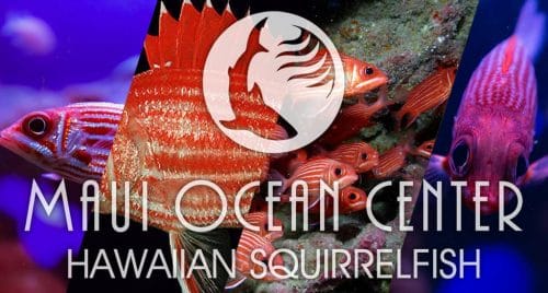 HAWAIIAN SQUIRRELFISH