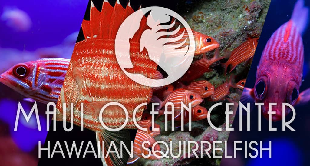 Hawaiian squirrelfish