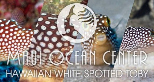 HAWAIIAN WHITE SPOTTED TOBY