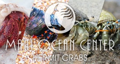 HERMIT CRABS