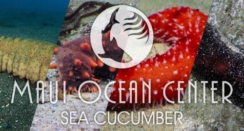 SEA CUCUMBER