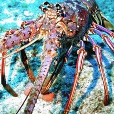 Spiny Lobster