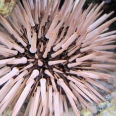 Sea Urchin