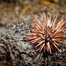 Sea Urchin