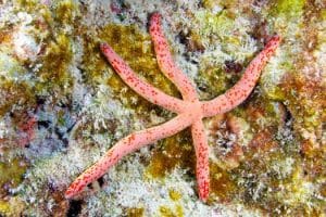 Sea Stars