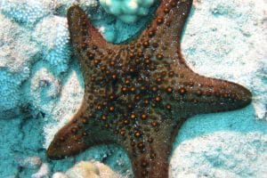 Sea Stars