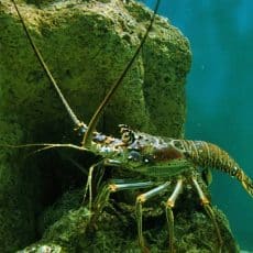 Spiny Lobster