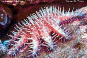 SEA STARS
