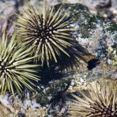 Sea Urchin