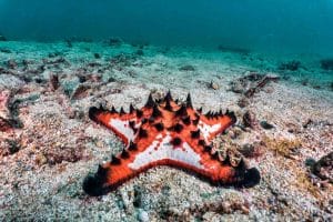SEA STARS