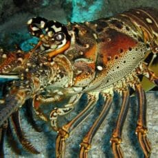 Spiny Lobster