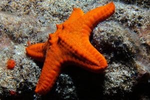 Sea Stars