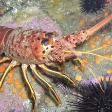 Spiny Lobster