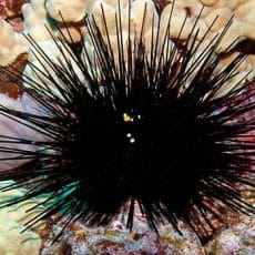 Sea Urchin