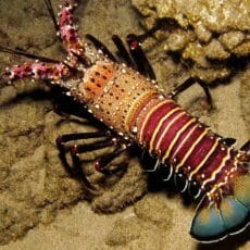 Spiny Lobster