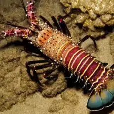 bandedspinylobster1 Spiny Lobster