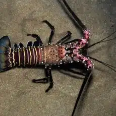 bandedspinylobster2 Spiny Lobster
