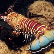 Spiny Lobster