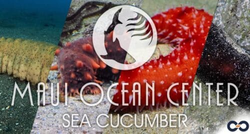 Sea Cucumber