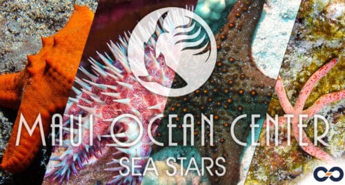 Sea Stars