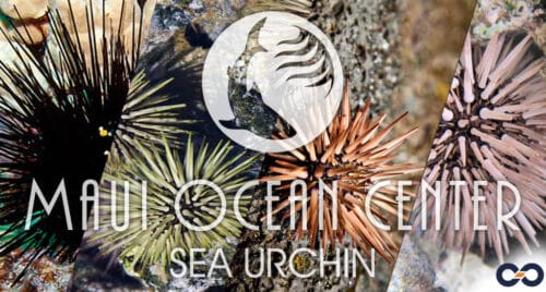 Sea Urchin