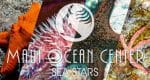 SEA STARS