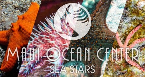 SEA STARS