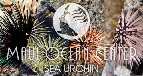 SEA URCHIN