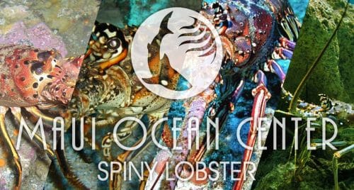 SPINY LOBSTER