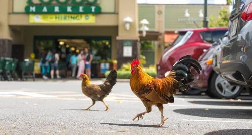 Chickens of the island