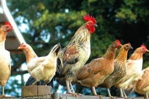 CHICKENS OF THE ISLAND