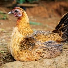 CHICKENS OF THE ISLAND