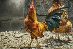 CHICKENS OF THE ISLAND