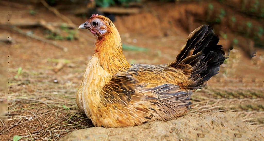 CHICKENS OF THE ISLAND