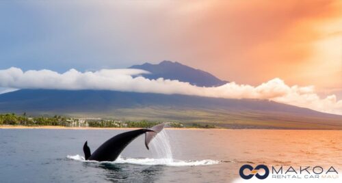 Maui Whale Watching