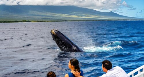 Maui Whale Watching