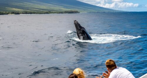 Maui Whale Watching