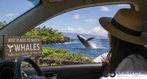 Best Places to Watch Whales