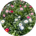 Kir B. Avatar